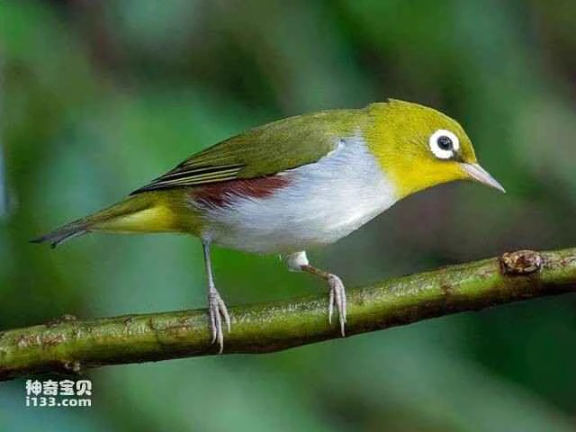 Why it is not recommended to keep white-eyes