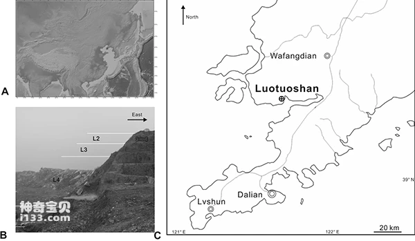 Evolution and migration routes of sea otter mink