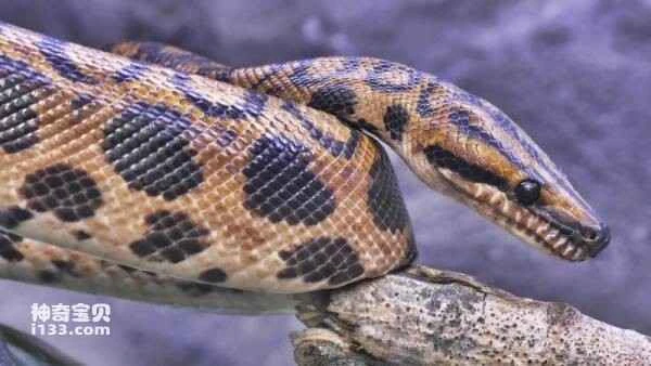 The migration and evolution of snakes (the reasons for the abundance of snakes)