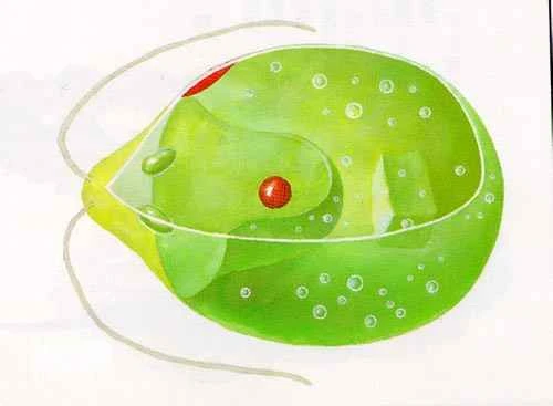 Algae in modern ecosystems