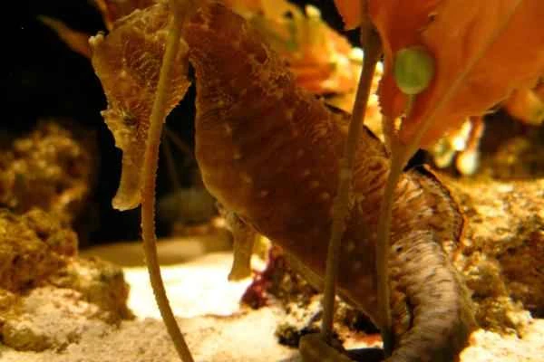 The endangered giant seahorse (Hippocampus ingens) of Baja California.