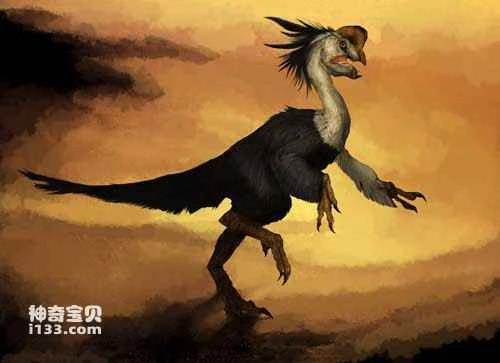 Fossil sites and physical characteristics of Oviraptor