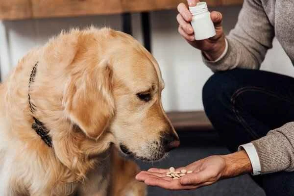 Can dogs take melatonin (a sleeping pill)? A comprehensive guide.