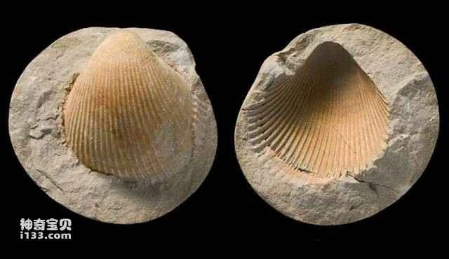 Bivalve shell fossils 双壳类贝壳化石