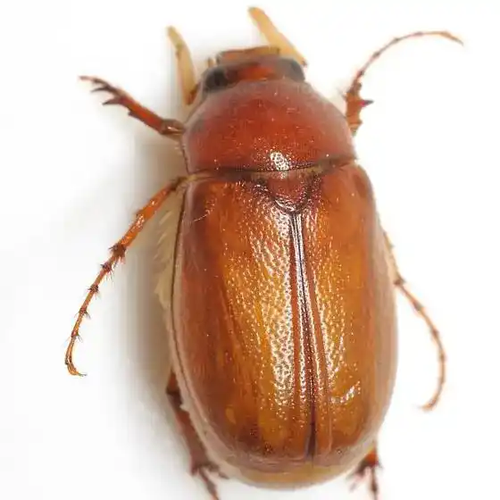 Brown Junebug: A Comprehensive Guide to These Summer Beetles