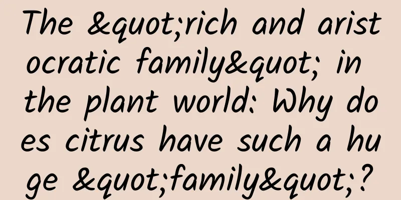 The "rich and aristocratic family" in the plant world: Why does citrus have such a huge "family"?