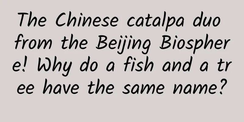 The Chinese catalpa duo from the Beijing Biosphere! Why do a fish and a tree have the same name?