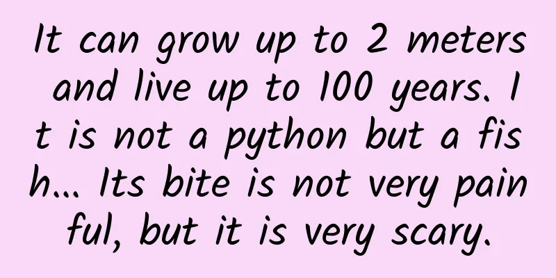 It can grow up to 2 meters and live up to 100 years. It is not a python but a fish... Its bite is not very painful, but it is very scary.