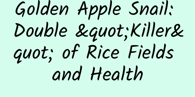 Golden Apple Snail: Double "Killer" of Rice Fields and Health