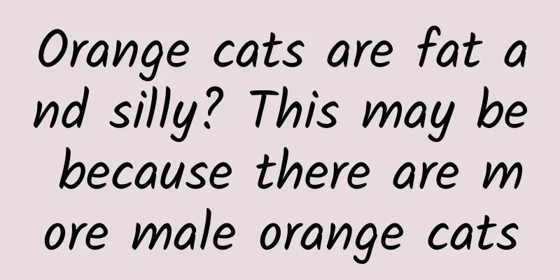 Orange cats are fat and silly? This may be because there are more male orange cats