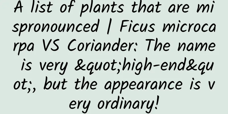 A list of plants that are mispronounced | Ficus microcarpa VS Coriander: The name is very "high-end", but the appearance is very ordinary!