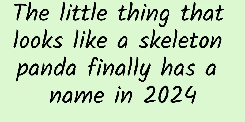The little thing that looks like a skeleton panda finally has a name in 2024