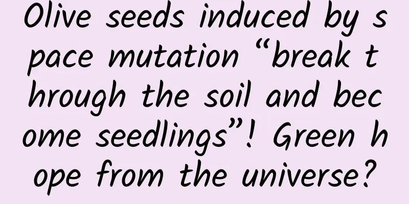 Olive seeds induced by space mutation “break through the soil and become seedlings”! Green hope from the universe?