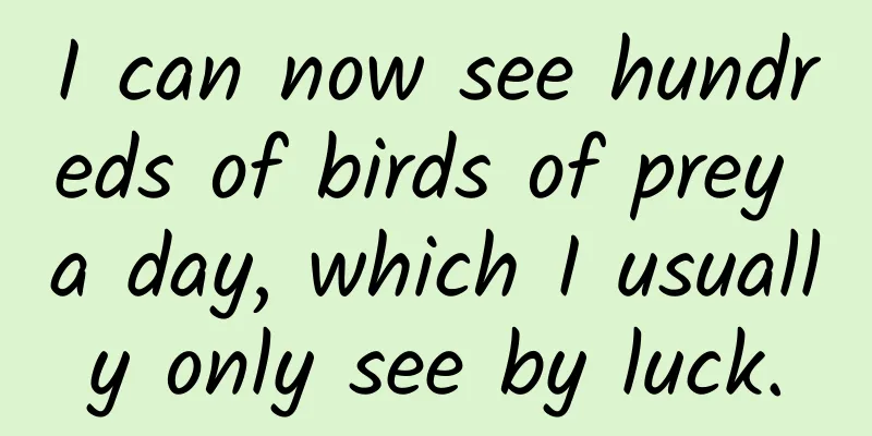 I can now see hundreds of birds of prey a day, which I usually only see by luck.
