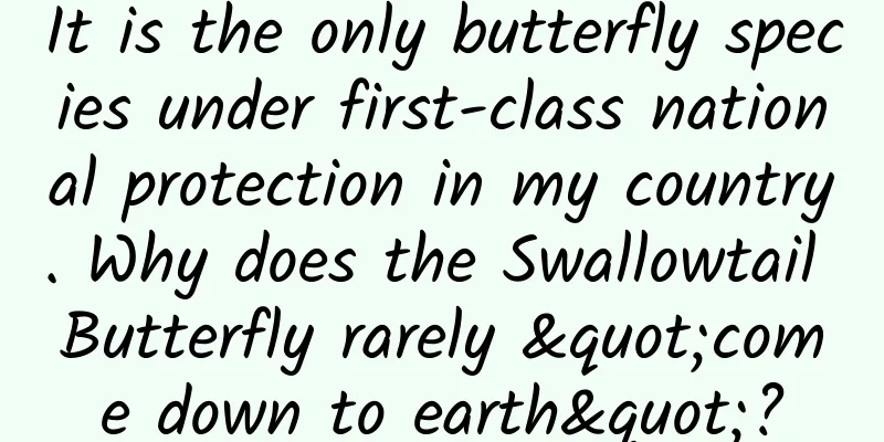 It is the only butterfly species under first-class national protection in my country. Why does the Swallowtail Butterfly rarely "come down to earth"?