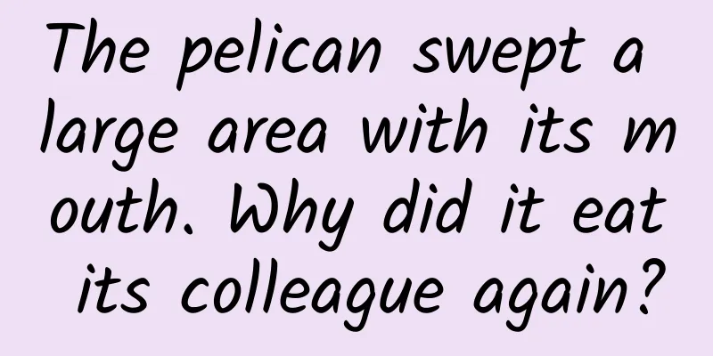The pelican swept a large area with its mouth. Why did it eat its colleague again?