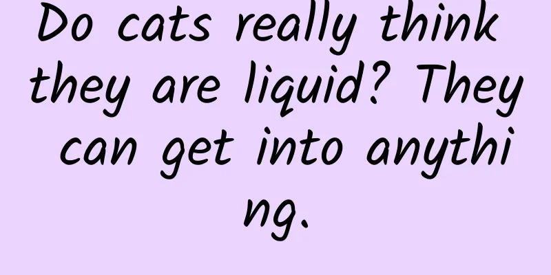 Do cats really think they are liquid? They can get into anything.