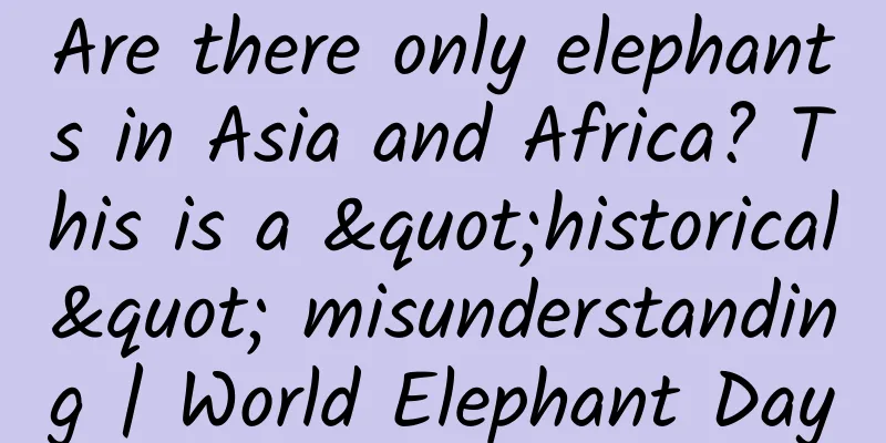 Are there only elephants in Asia and Africa? This is a "historical" misunderstanding | World Elephant Day