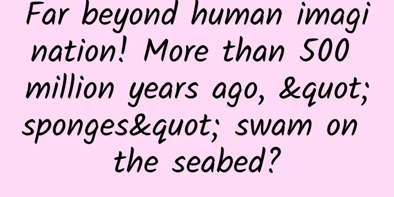 Far beyond human imagination! More than 500 million years ago, "sponges" swam on the seabed?