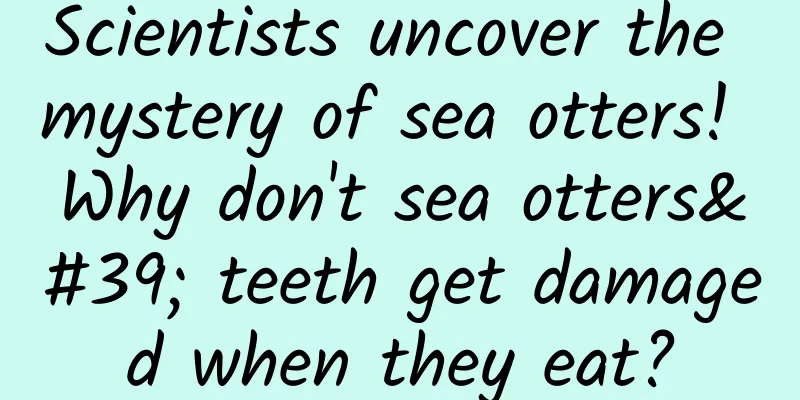Scientists uncover the mystery of sea otters! Why don't sea otters' teeth get damaged when they eat?