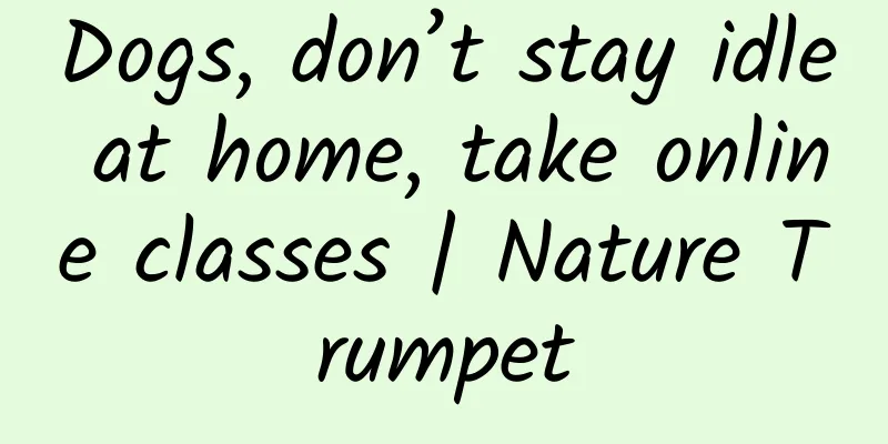Dogs, don’t stay idle at home, take online classes | Nature Trumpet