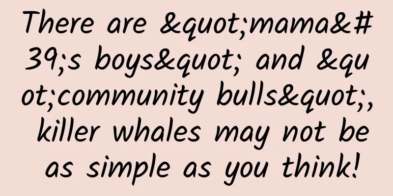 There are "mama's boys" and "community bulls", killer whales may not be as simple as you think!