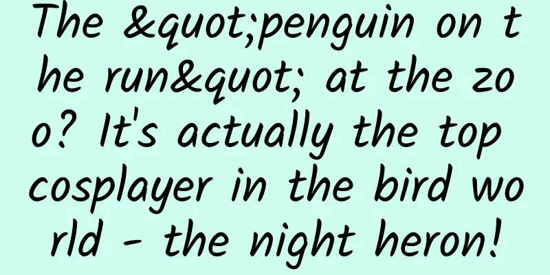 The "penguin on the run" at the zoo? It's actually the top cosplayer in the bird world - the night heron!