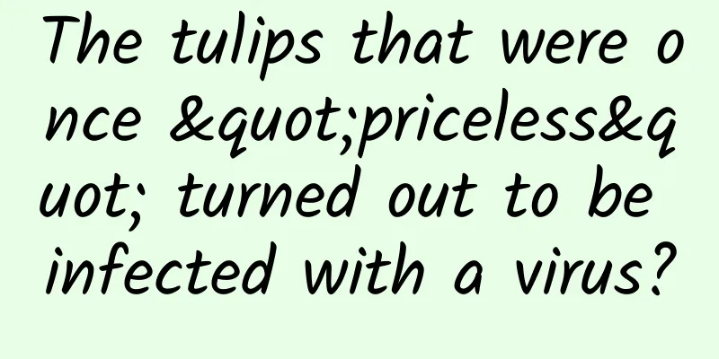The tulips that were once "priceless" turned out to be infected with a virus?