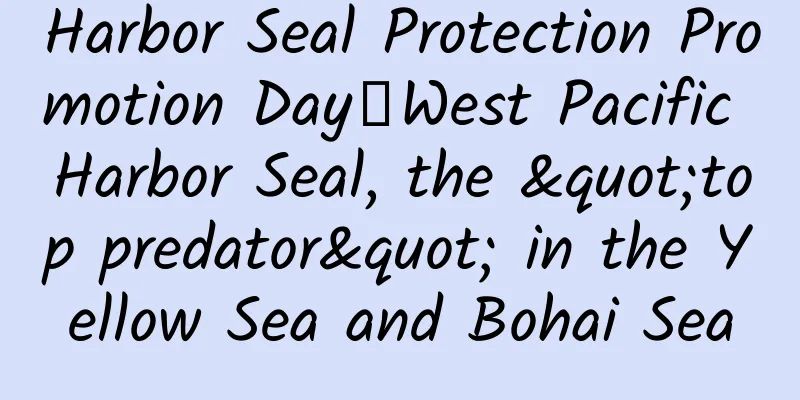 Harbor Seal Protection Promotion Day丨West Pacific Harbor Seal, the "top predator" in the Yellow Sea and Bohai Sea