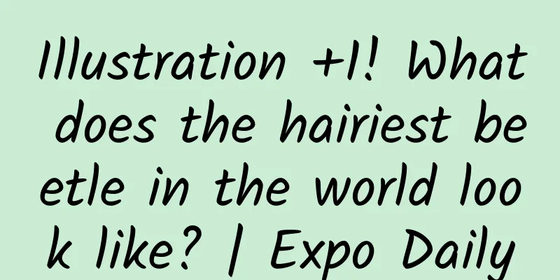 Illustration +1! What does the hairiest beetle in the world look like? | Expo Daily