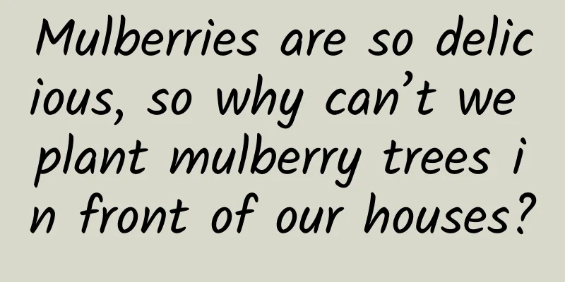 Mulberries are so delicious, so why can’t we plant mulberry trees in front of our houses?