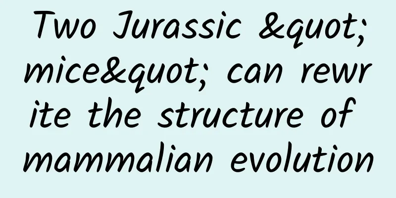 Two Jurassic "mice" can rewrite the structure of mammalian evolution