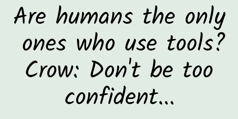 Are humans the only ones who use tools? Crow: Don't be too confident...