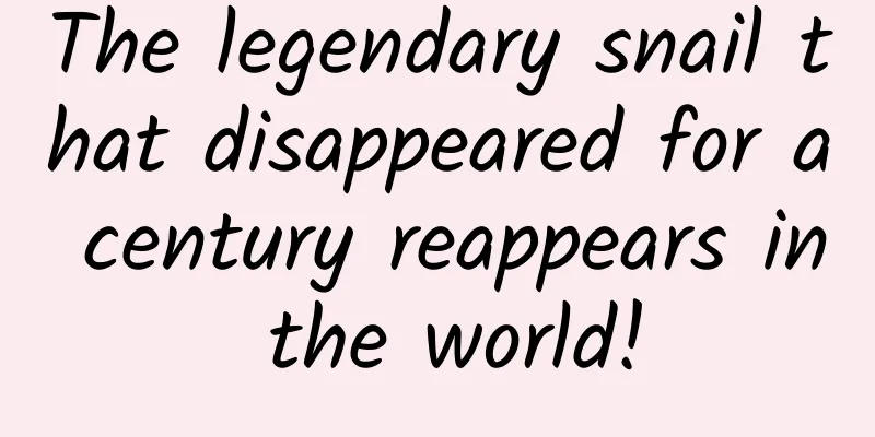 The legendary snail that disappeared for a century reappears in the world!