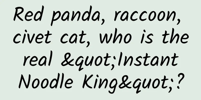 Red panda, raccoon, civet cat, who is the real "Instant Noodle King"?