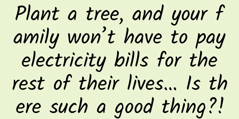 Plant a tree, and your family won’t have to pay electricity bills for the rest of their lives… Is there such a good thing?!