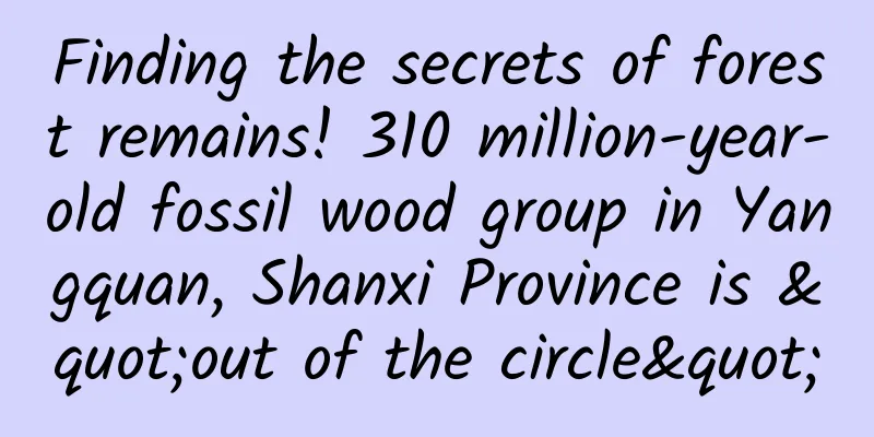 Finding the secrets of forest remains! 310 million-year-old fossil wood group in Yangquan, Shanxi Province is "out of the circle"