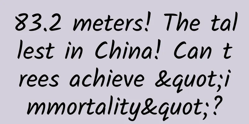 83.2 meters! The tallest in China! Can trees achieve "immortality"?
