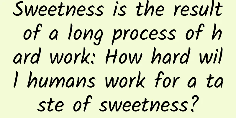 Sweetness is the result of a long process of hard work: How hard will humans work for a taste of sweetness?