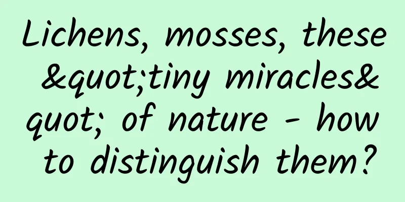 Lichens, mosses, these "tiny miracles" of nature - how to distinguish them?