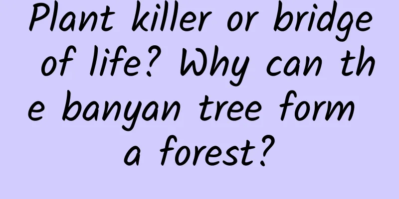 Plant killer or bridge of life? Why can the banyan tree form a forest?