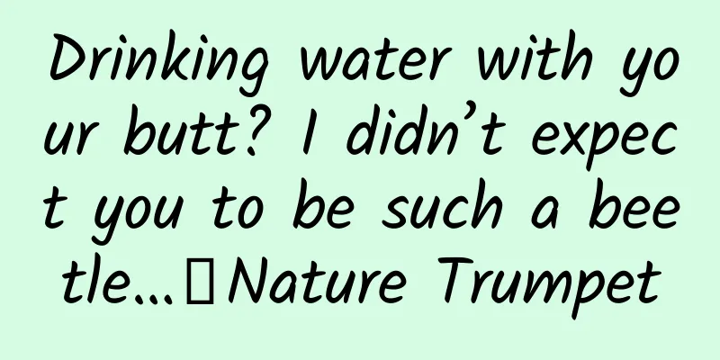Drinking water with your butt? I didn’t expect you to be such a beetle…｜Nature Trumpet