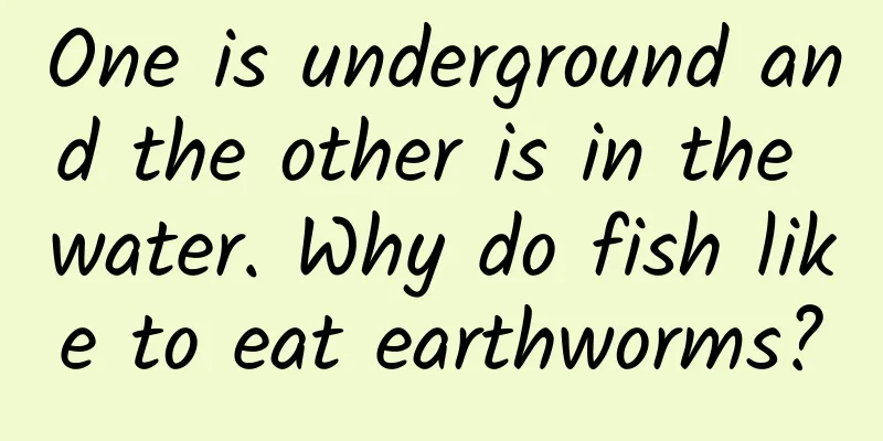 One is underground and the other is in the water. Why do fish like to eat earthworms?