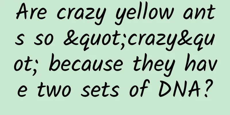 Are crazy yellow ants so "crazy" because they have two sets of DNA?