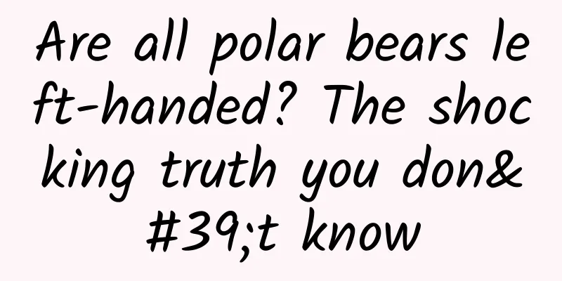 Are all polar bears left-handed? The shocking truth you don't know