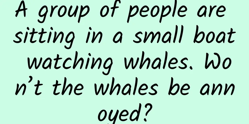A group of people are sitting in a small boat watching whales. Won’t the whales be annoyed?