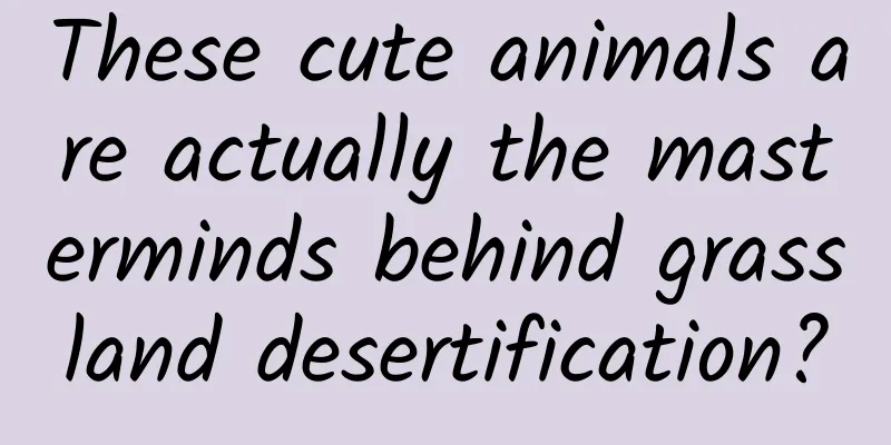 These cute animals are actually the masterminds behind grassland desertification?