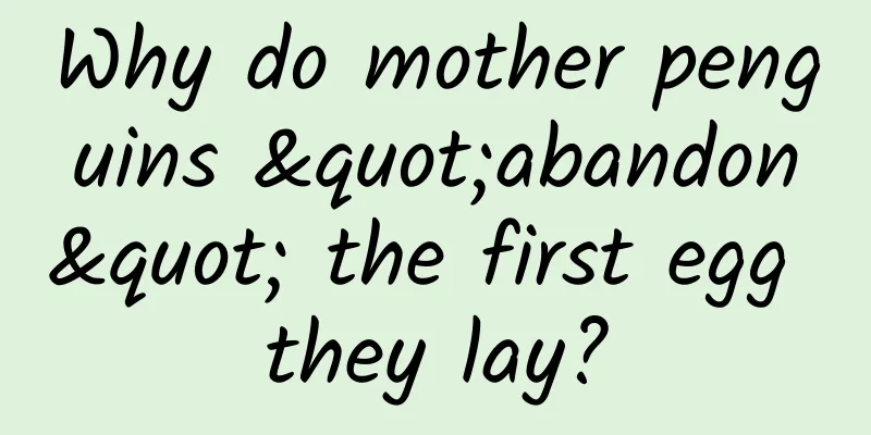 Why do mother penguins "abandon" the first egg they lay?