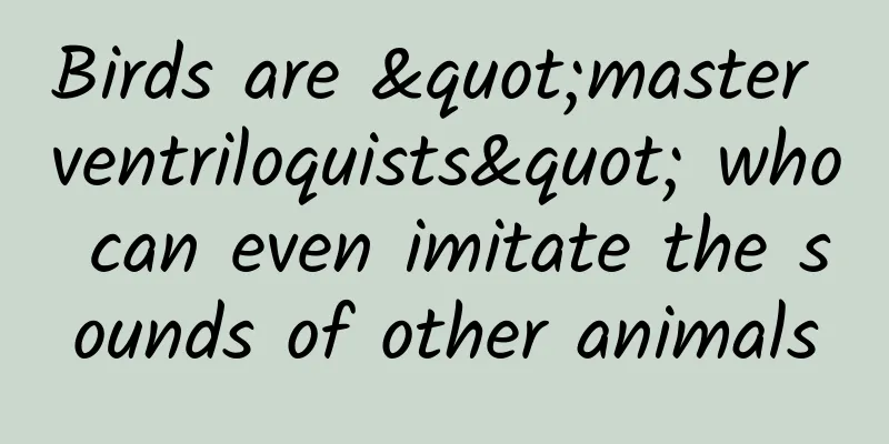 Birds are "master ventriloquists" who can even imitate the sounds of other animals
