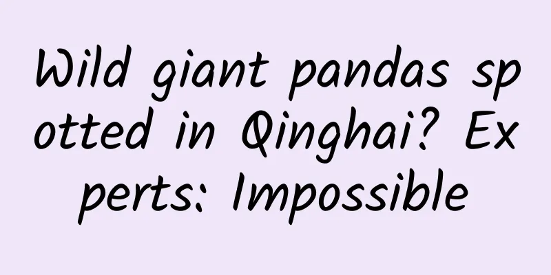 Wild giant pandas spotted in Qinghai? Experts: Impossible